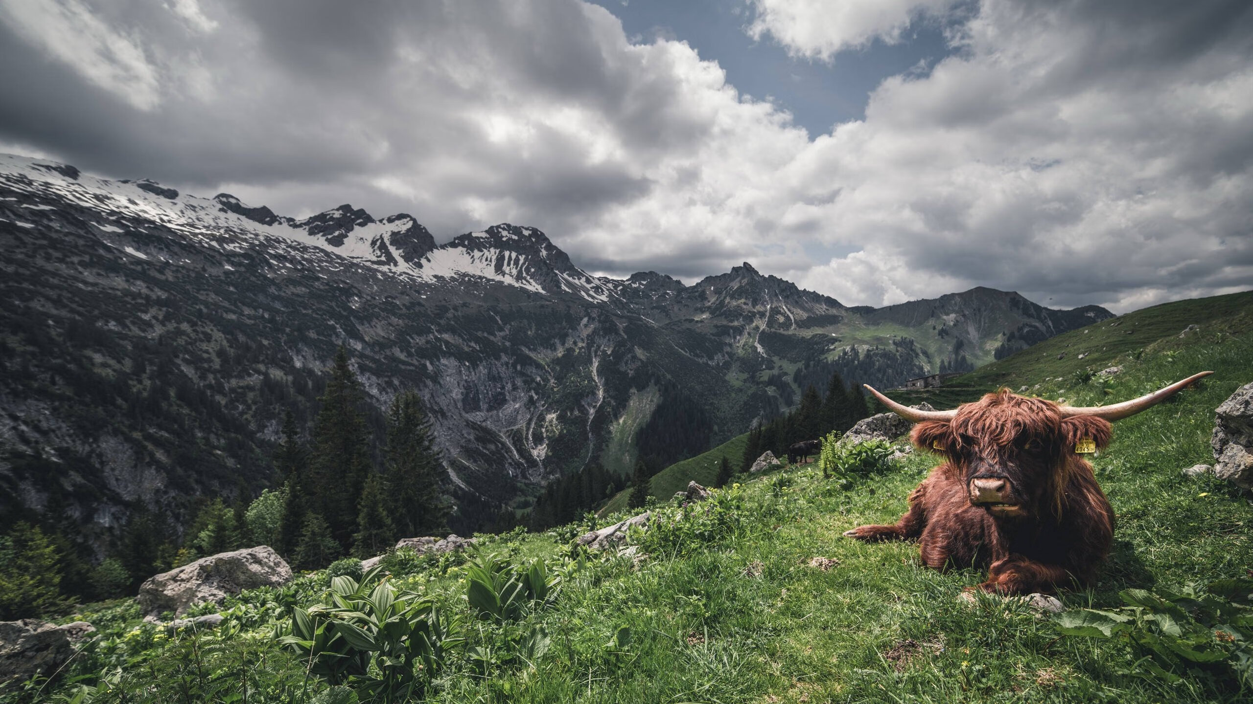 唯一性的胜利,桃田贤斗完美回归重塑羽坛秩序