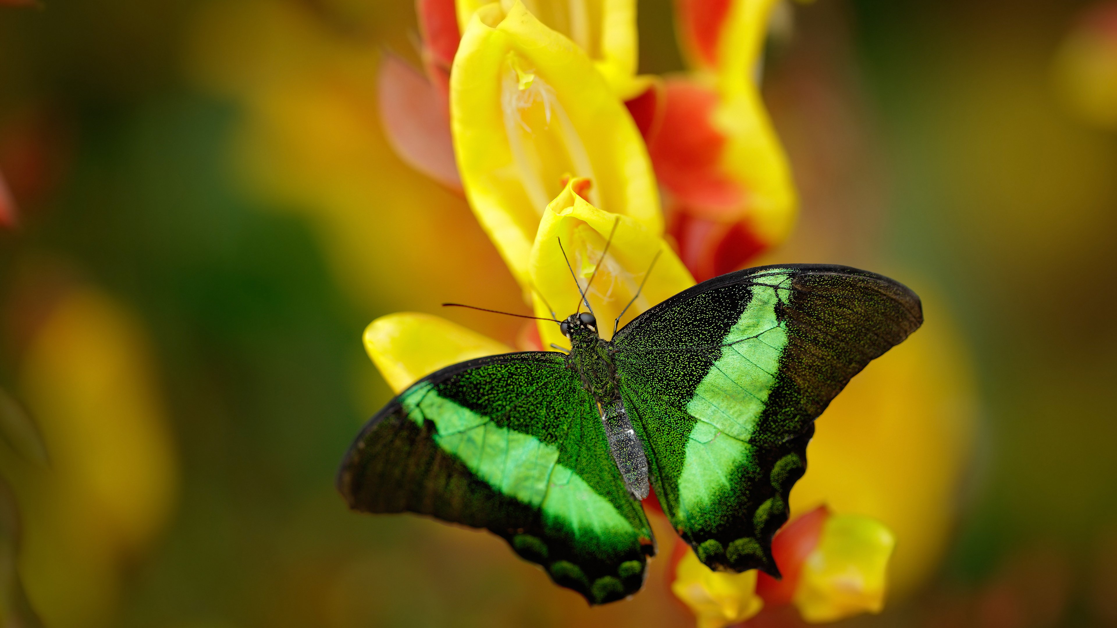 当足球场化身乒乓台，林高远的抽杀如何让英格兰队攻破瑞典铁壁