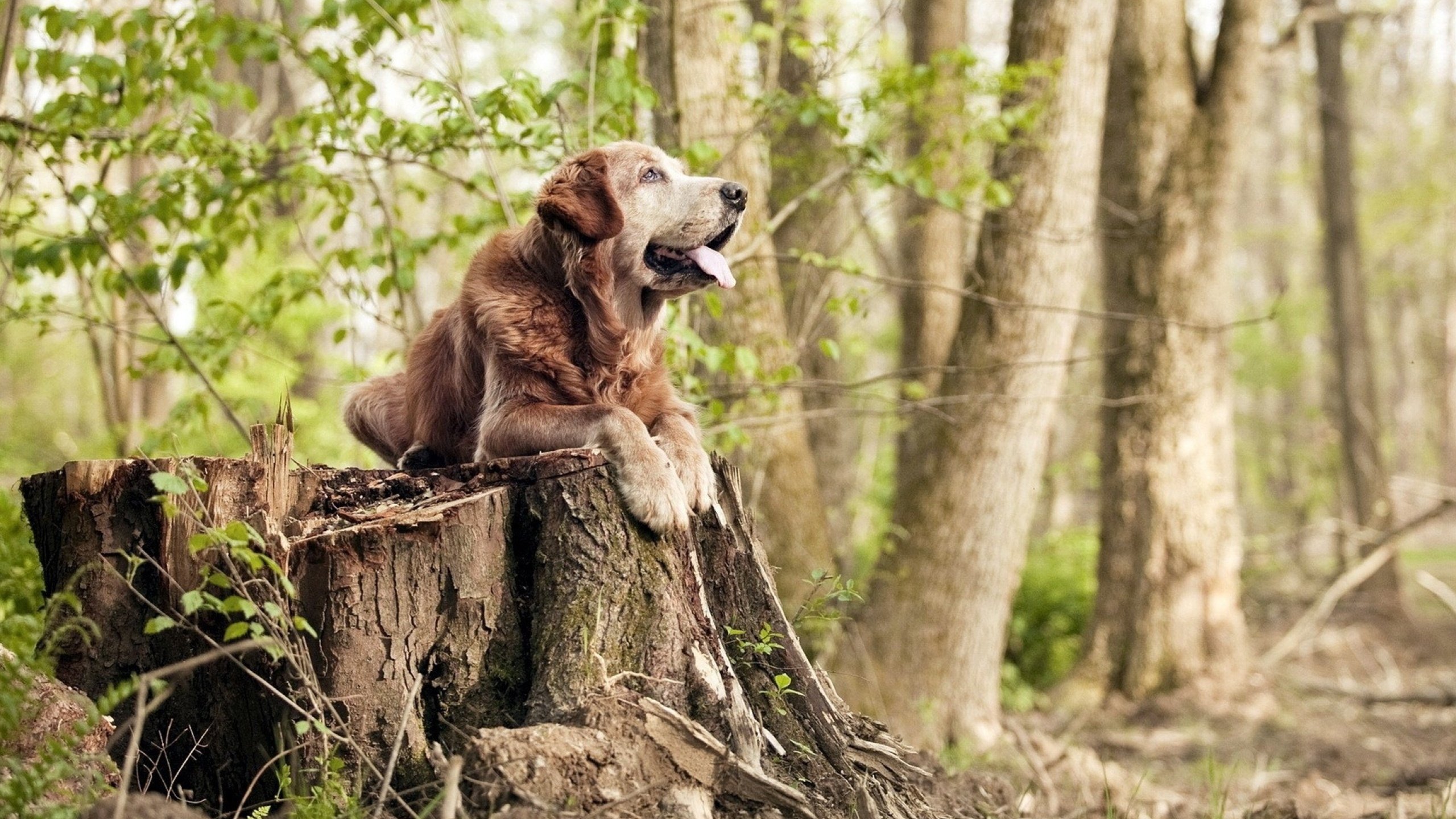羽毛的重量，冠军的心，郑思维关键制胜背后的逆转哲学