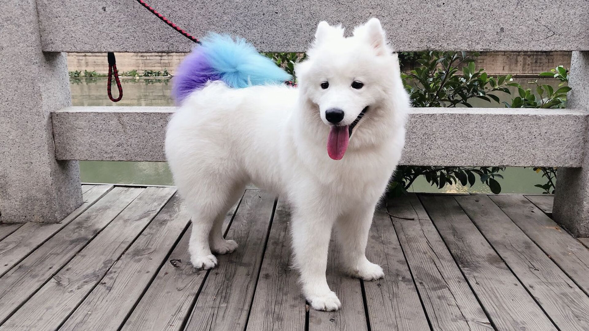 胜利的交响,奥地利队团队和声与梁靖崑的华彩乐章