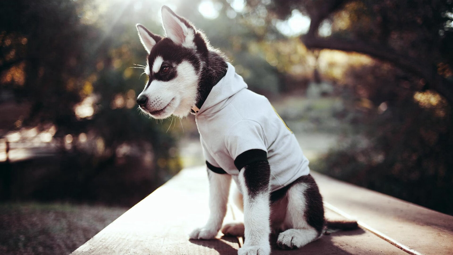 双面羽球日,团队绝杀的脉搏与个人统治的呼吸