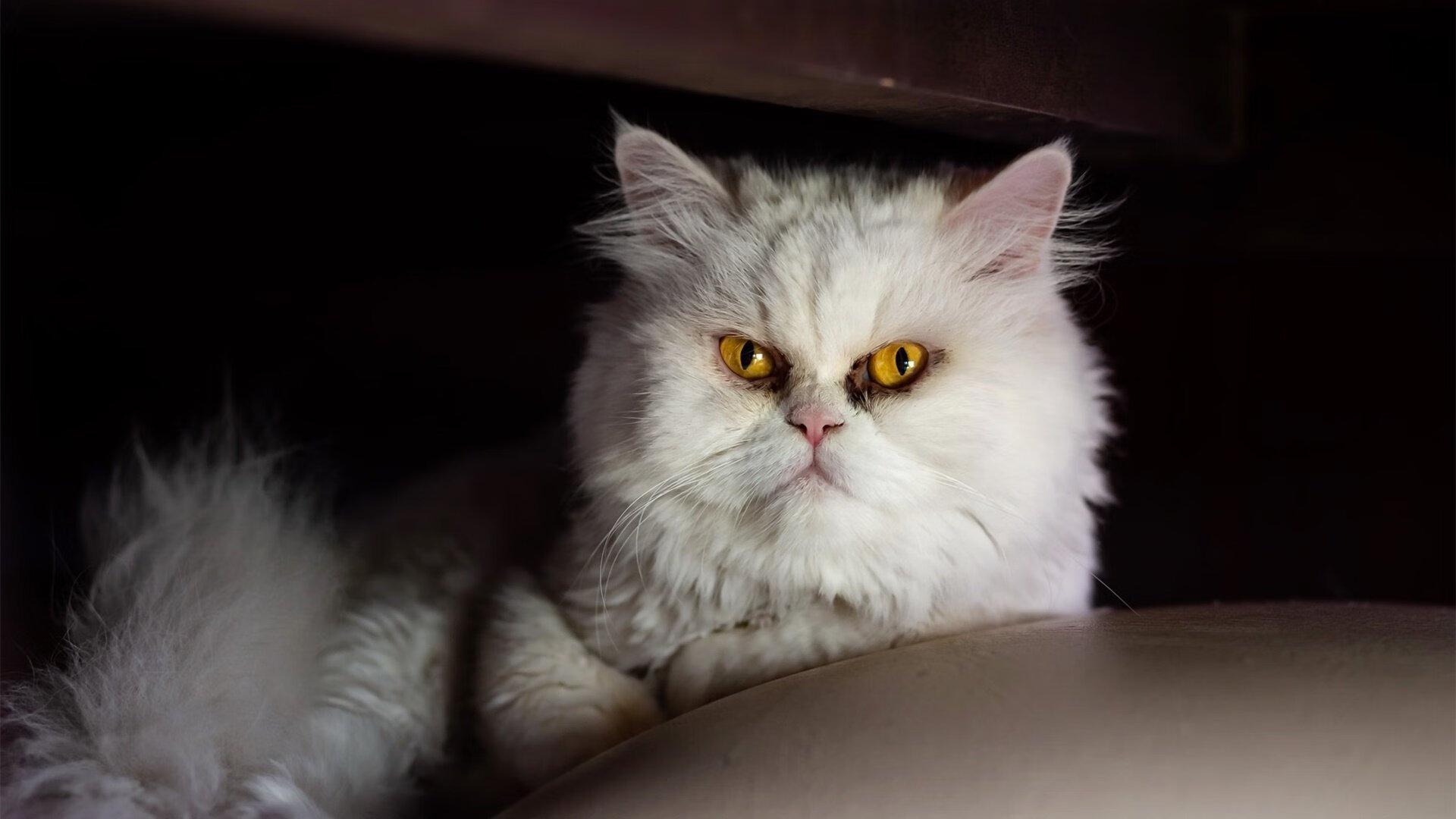 NBA总决赛的终极对决，挪威的慢哲学与秘鲁的平衡术