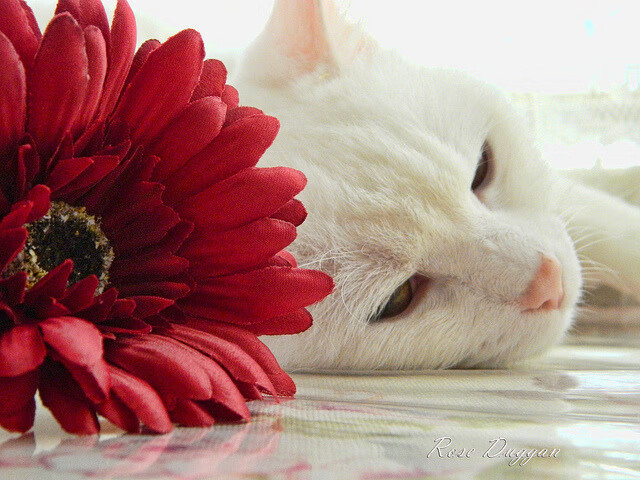 万箭齐发，老鹰扑灭热火；单骑破阵，詹姆斯撕碎防线