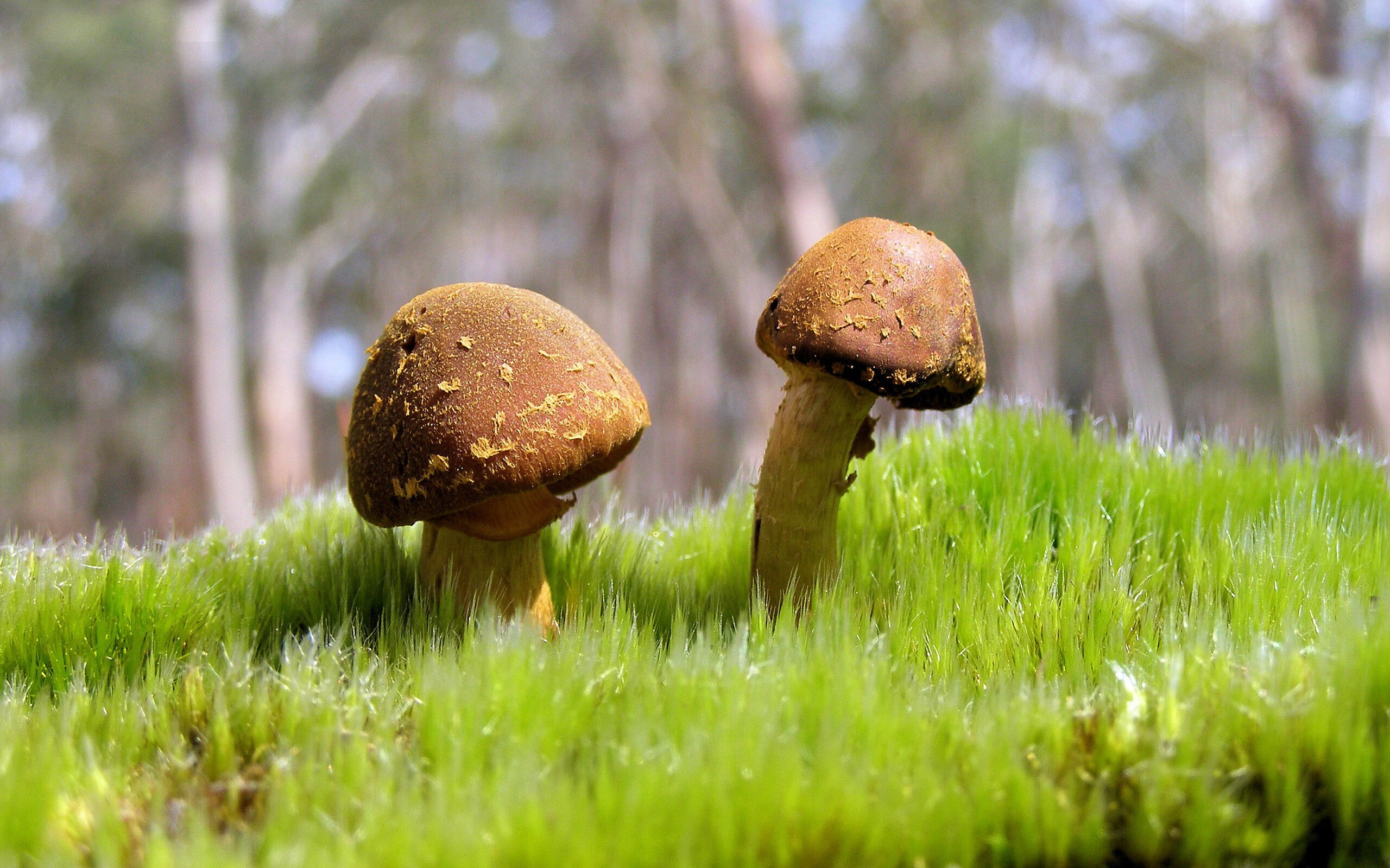 攻防碾压！火箭三锁链绞杀黄蜂，贝恩单骑破阵独取42分