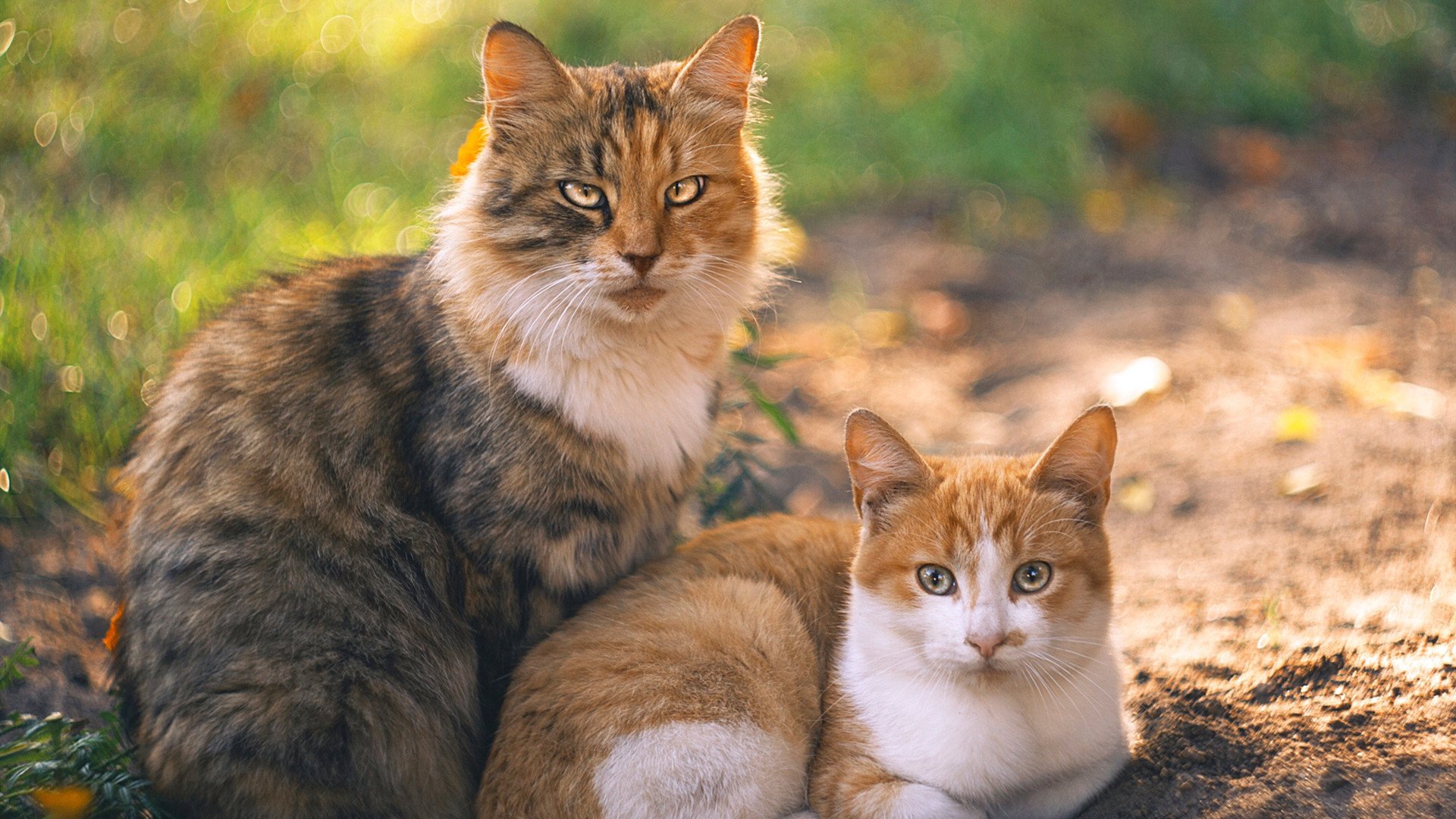 心脏与血液,贝恩,吉林队攻防转换的核心,助球队淘汰山西队
