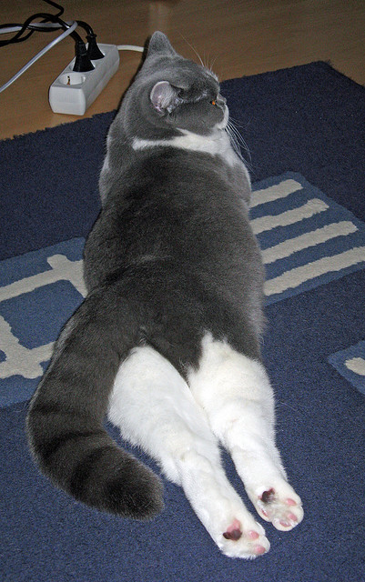 无声的指挥家，迪巴拉如何以音符般的传球，终结美国队的青春风暴