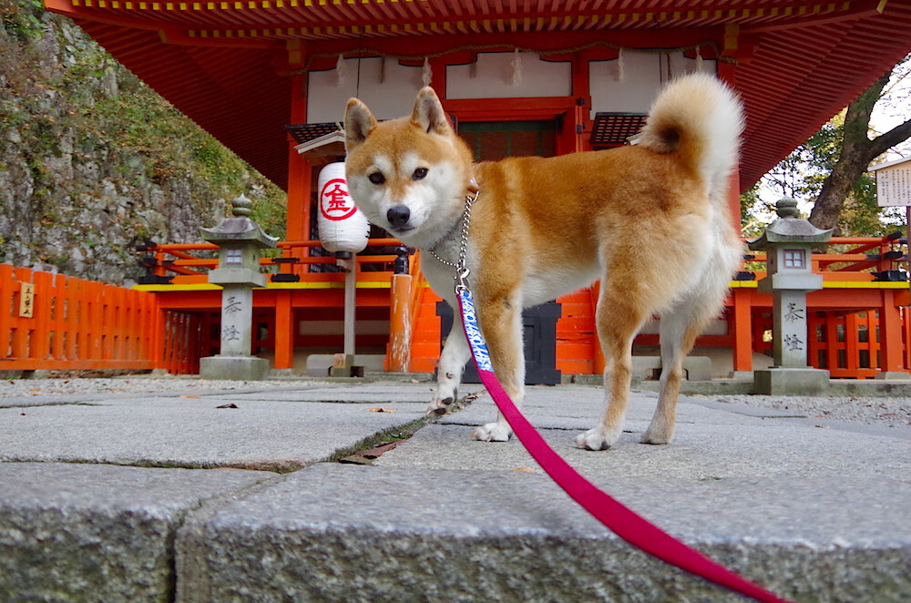 太阳炽热火力全面压制火箭，范弗利特关键先生表现独木难支