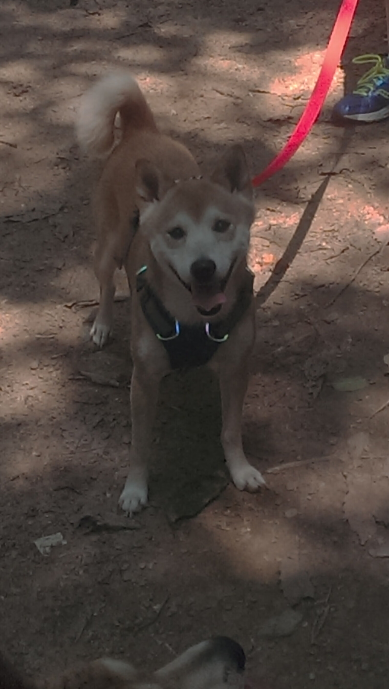 最强矛盾体！戈贝尔破盾成矛，山西提前终结悬念剑指四强