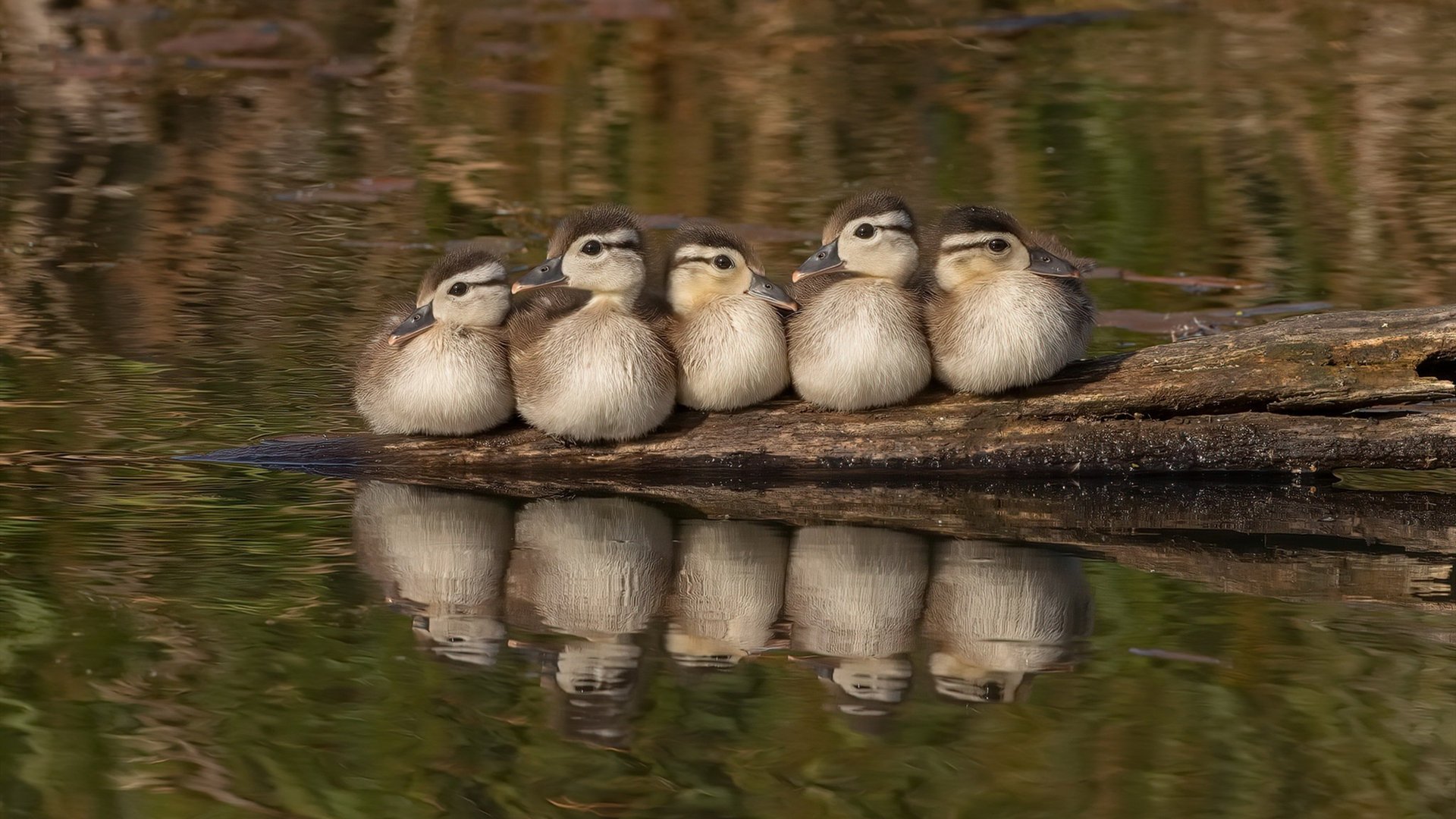 当足球遇见篮球，葡萄牙稳胜AC米兰，基耶萨闪耀NBA总决赛