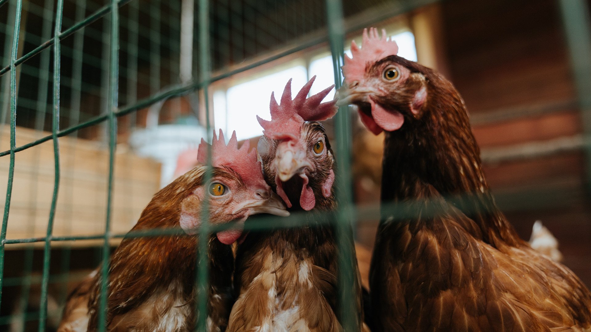 南半球的火山爆发，孔德点燃战火，新西兰熔岩般覆盖塞维利亚