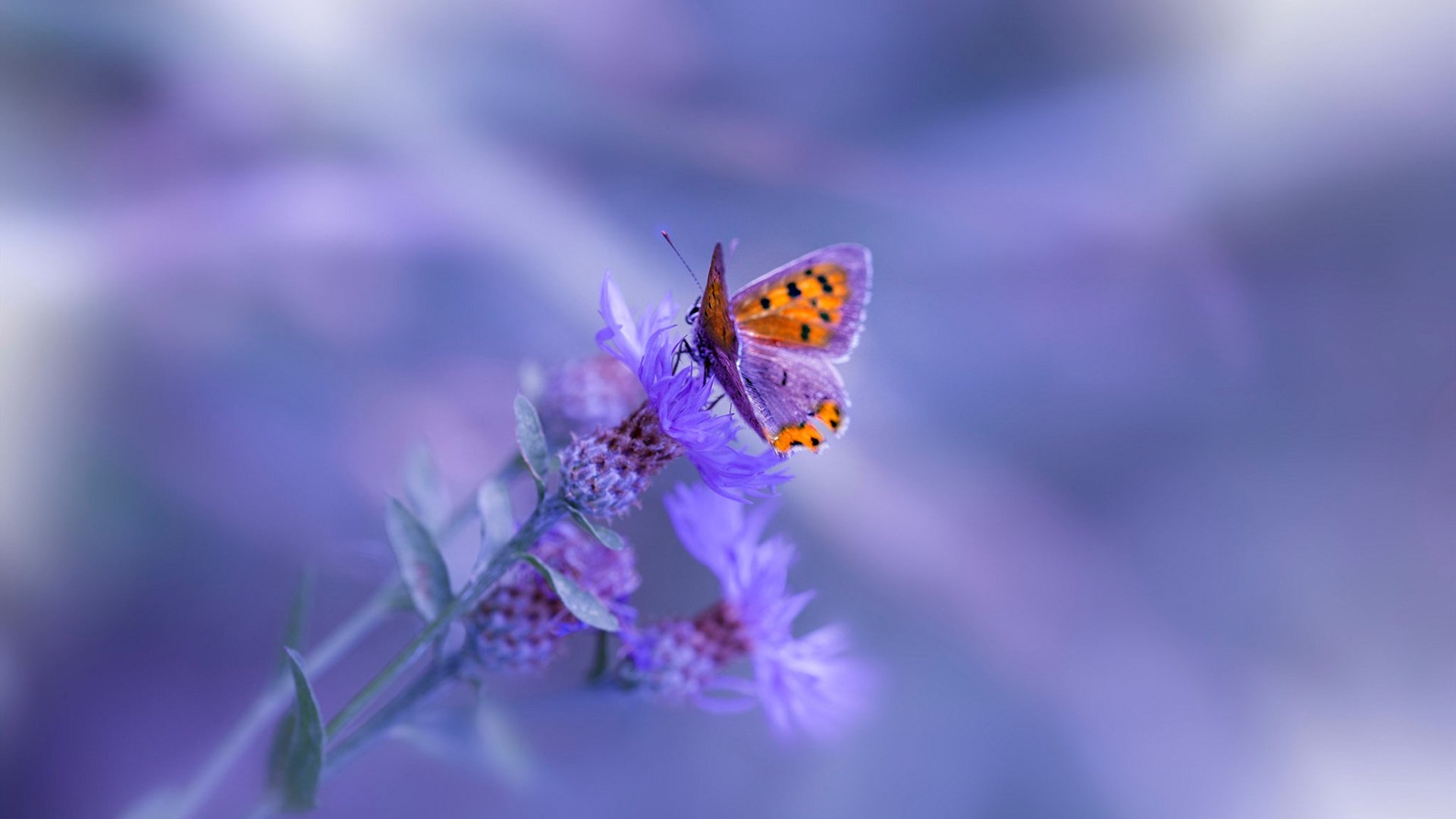 钢铁洪流席卷绿茵，楚阿梅尼三球三助导演波兰史诗级横扫