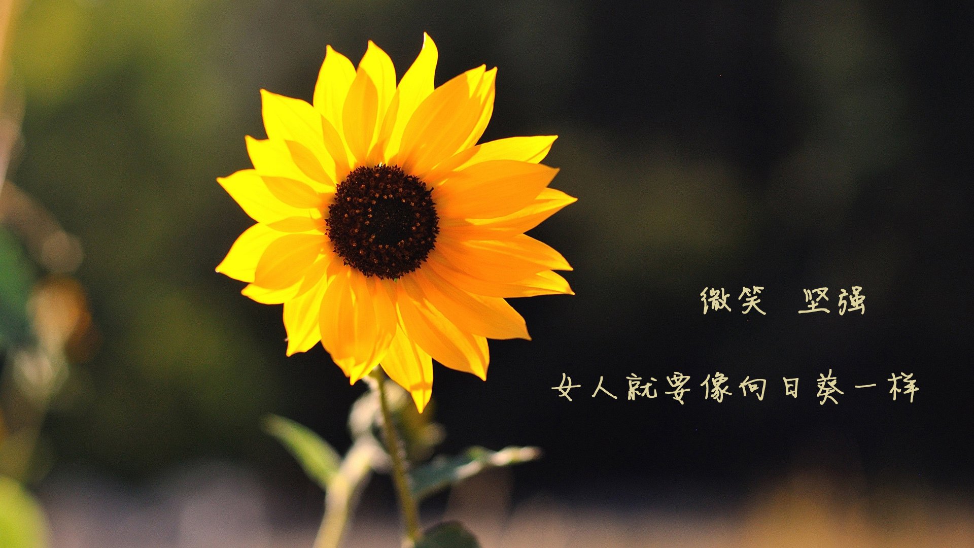 沙漠之鹰折翼多瑙河，2026世界杯A组唯一不可复制的血色黄昏
